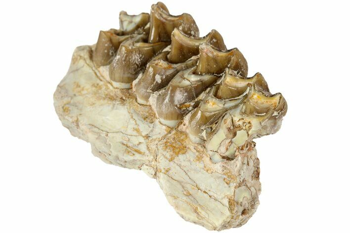 Oreodont (Merycoidodon) Jaw Section - South Dakota #184245